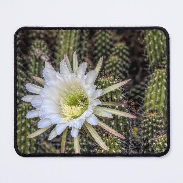 Item preview, Snake Cactus Flowers designed and sold by Elisabeth Lucas.