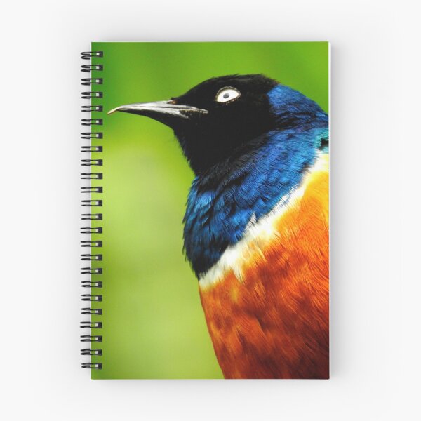 Item preview, Superb Starling from Below designed and sold by Barnbk02.