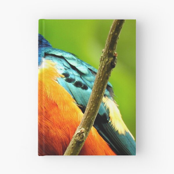 Item preview, Superb Starling from Below designed and sold by Barnbk02.