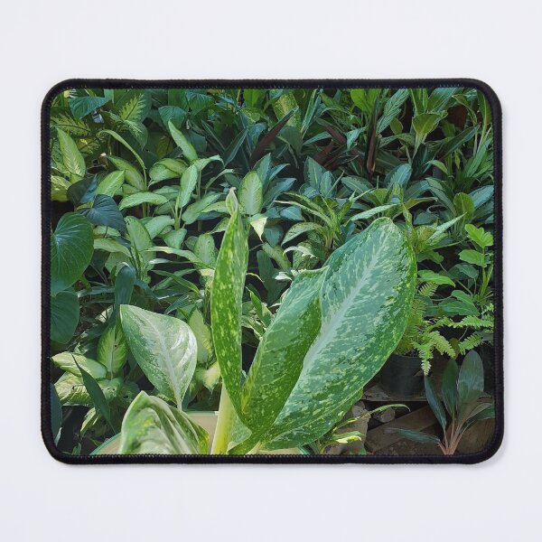 Item preview, Plant Nursery. House Plants Photography. designed and sold by TheGoToStore.