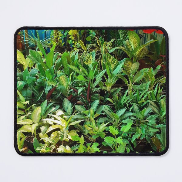 Item preview, Plant Nursery. House Plants Photography.  designed and sold by TheGoToStore.