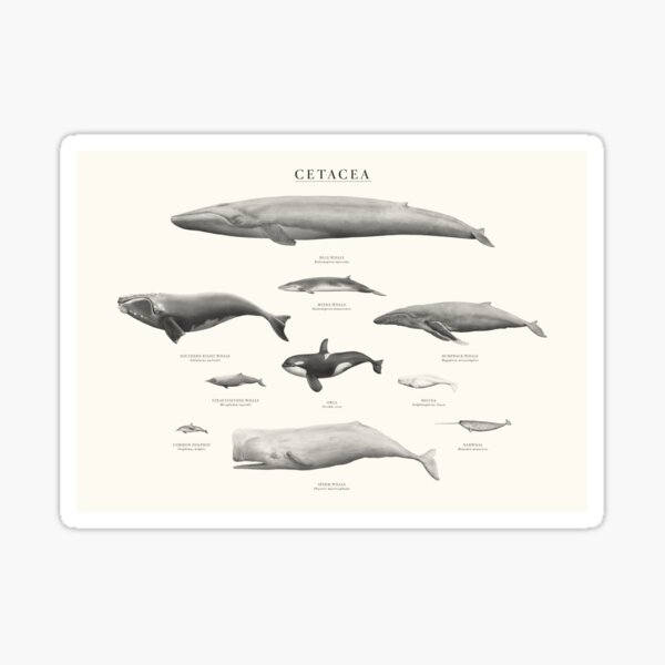 Artikel-Vorschau von Cetacea, designt und verkauft von samlyneill.