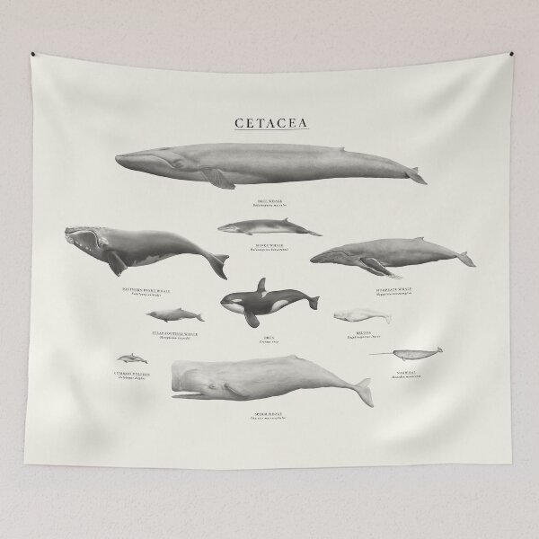 Item preview, Cetacea designed and sold by samlyneill.
