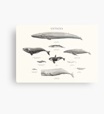 Cetacea Metal Print