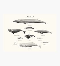 Cetacea Fotodruck