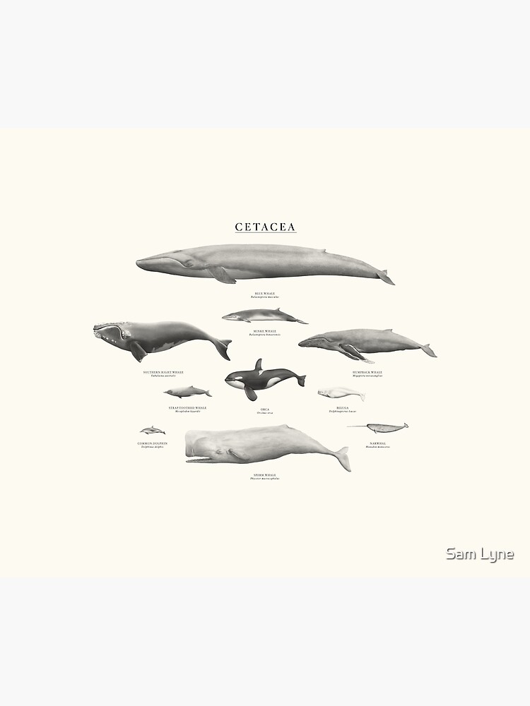Cetacea by samlyneill