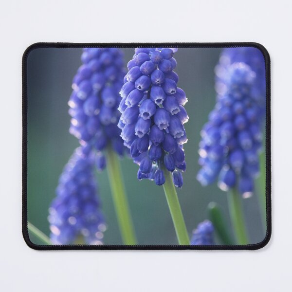 Item preview, Beautiful Blue Muscari Flowers designed and sold by Imladris01.