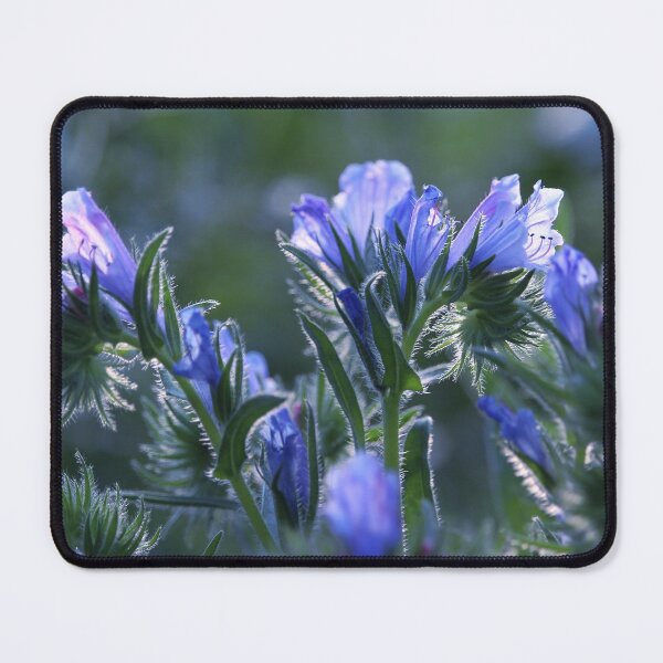 Item preview, Beautiful Blue Backlit Echium Flowers  designed and sold by Imladris01.