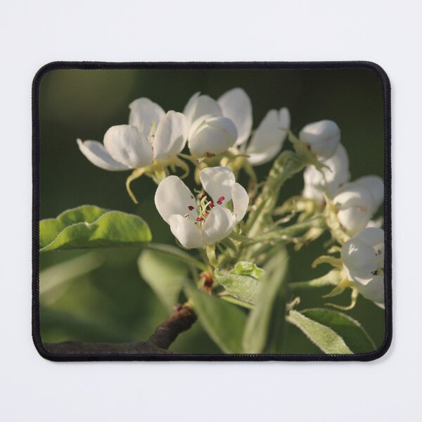 Item preview, Beautiful White Pear Blossom designed and sold by Imladris01.