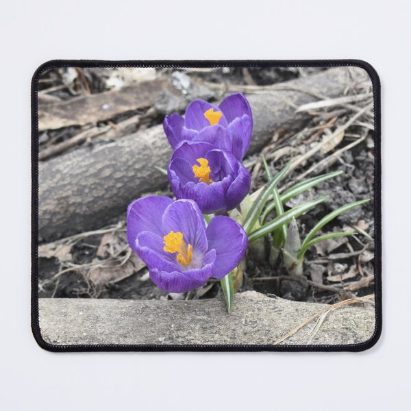 Item preview, Crocus Between Logs designed and sold by Kathleen Brant.