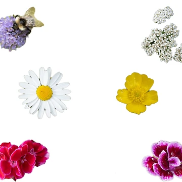 Artwork thumbnail, Flower patterns. by RolandWidin