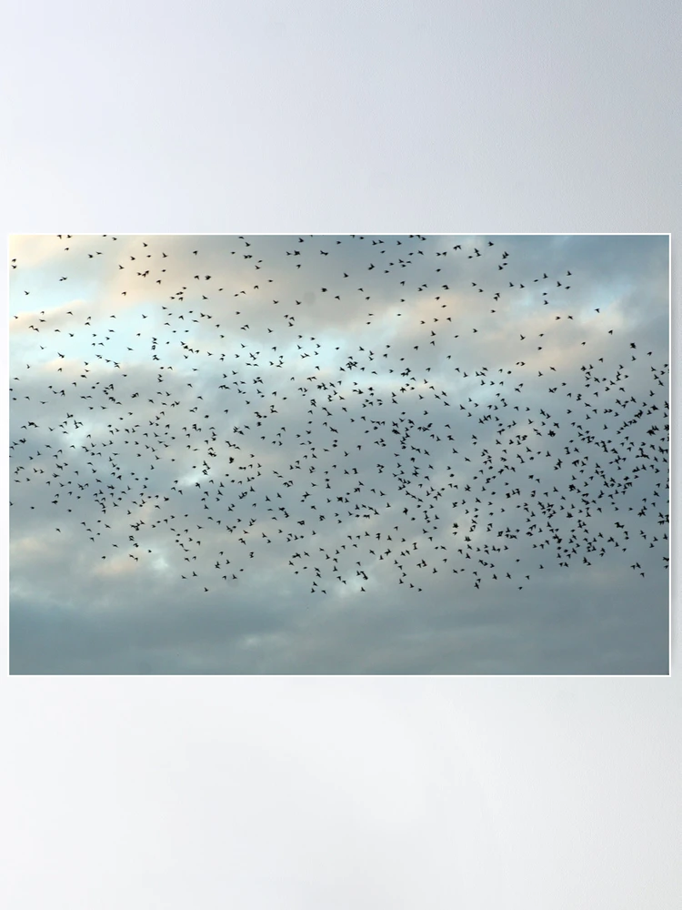 Affiche avec cadre noir - Oiseaux volant au-dessus de la mer - 50x70 MAR