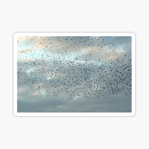 Item preview,  Murmuration Starlings Flock of birds designed and sold by Anna Lemos.