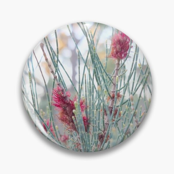 Item preview, Allocasuarina humilis designed and sold by LCNNativePlants.
