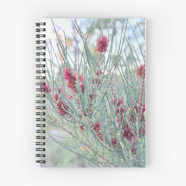 Item preview, Allocasuarina humilis designed and sold by LCNNativePlants.