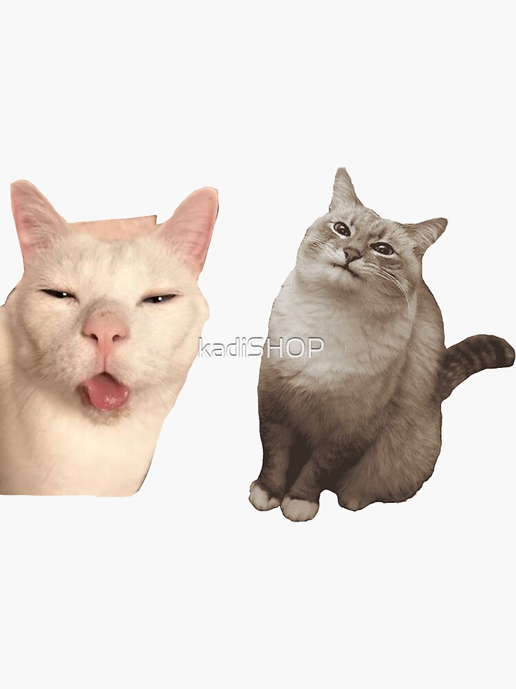 Funny Cat look angry Meme Sticker Bundle meow kitten cat lady funny cat  memes | Magnet