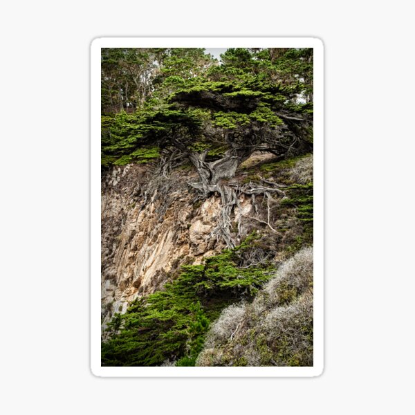 Item preview, Old Veteren Cypress Tree designed and sold by GeorgeBuxbaum.