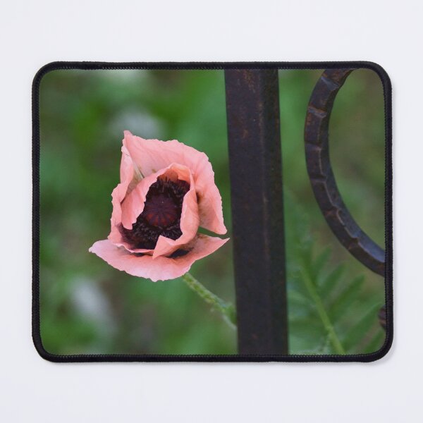Item preview, Pink Poppy with Wrought Iron designed and sold by Vivar Photo.