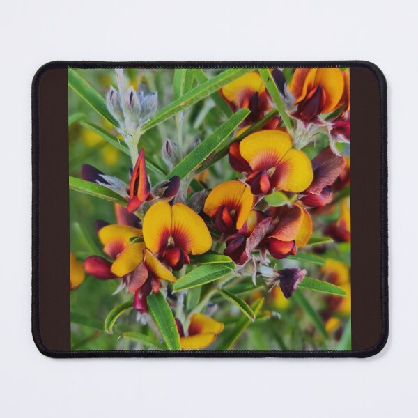 Item preview, Gastrolobium capitatum designed and sold by LCNNativePlants.