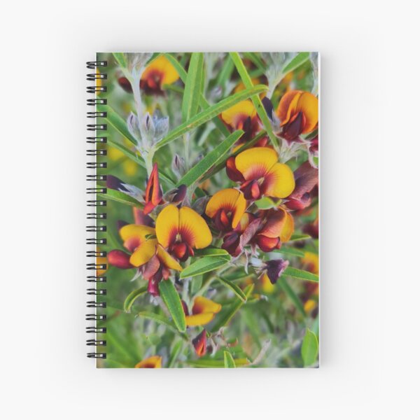 Item preview, Gastrolobium capitatum designed and sold by LCNNativePlants.