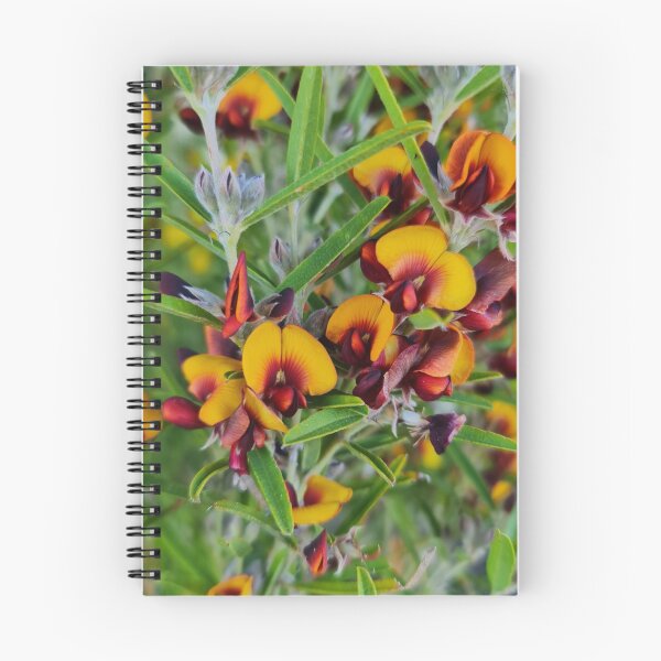 Item preview, Gastrolobium capitatum designed and sold by LCNNativePlants.