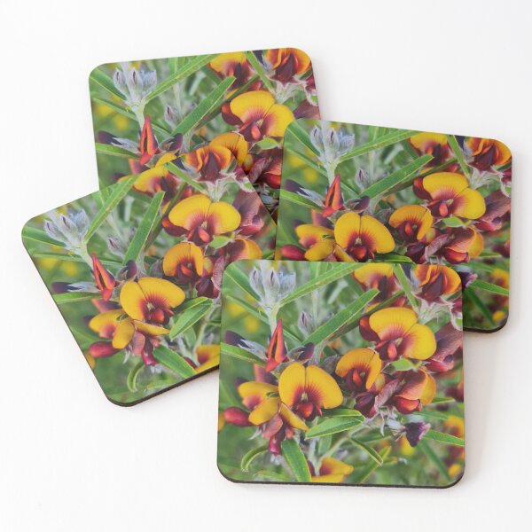 Item preview, Gastrolobium capitatum designed and sold by LCNNativePlants.