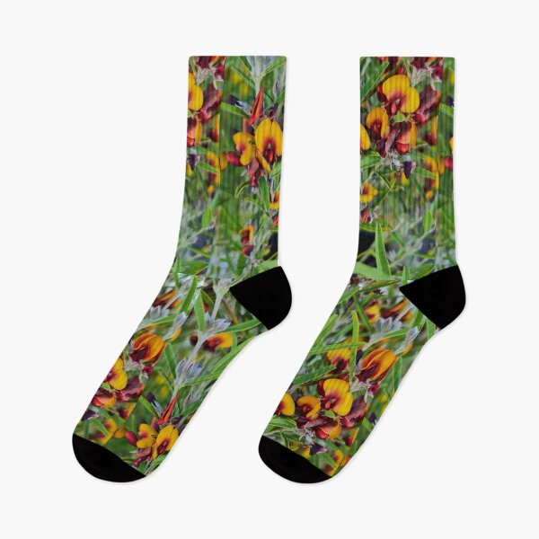 Item preview, Gastrolobium capitatum designed and sold by LCNNativePlants.