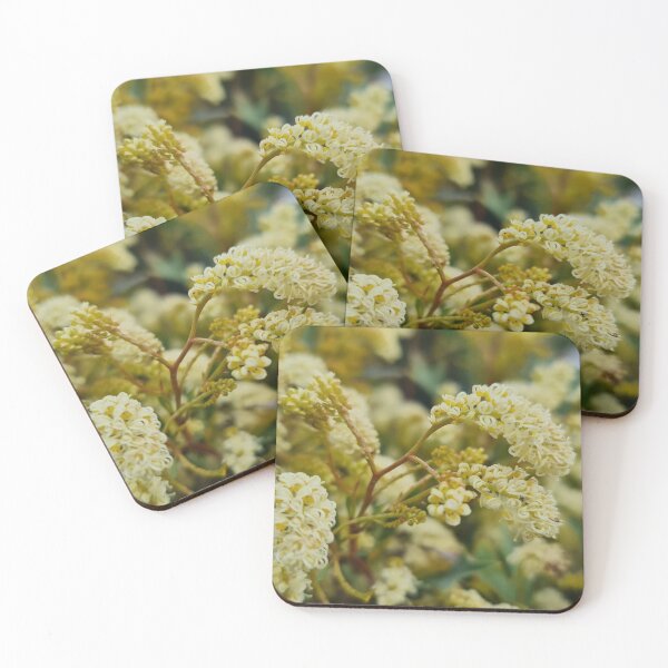 Item preview, Grevillea synapheae designed and sold by LCNNativePlants.