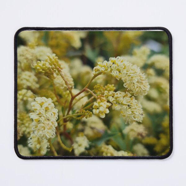 Item preview, Grevillea synapheae designed and sold by LCNNativePlants.