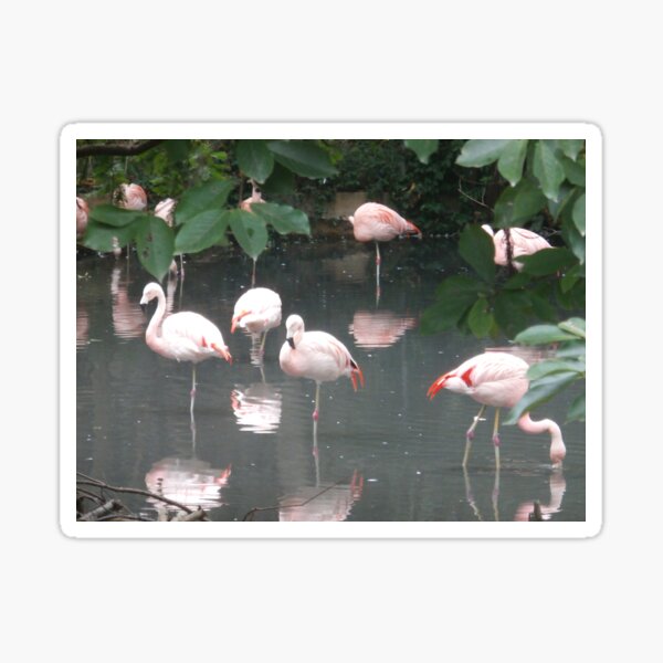 Flamingos Sticker