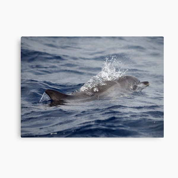 Dolphin / dolphin Metal Print