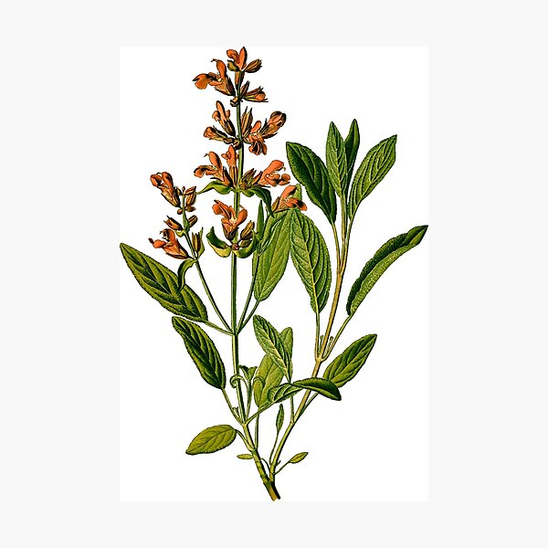 Medicine perennial plant sage Photographic Print