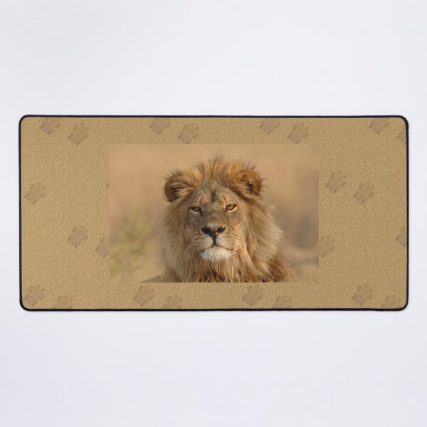 Male Lion staring Desk Mat