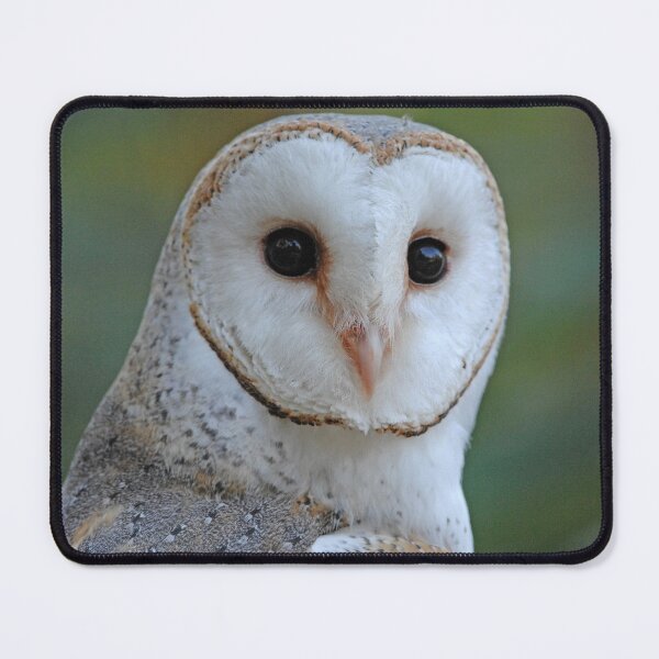 Item preview, Barn Owl face designed and sold by quentinjlang.