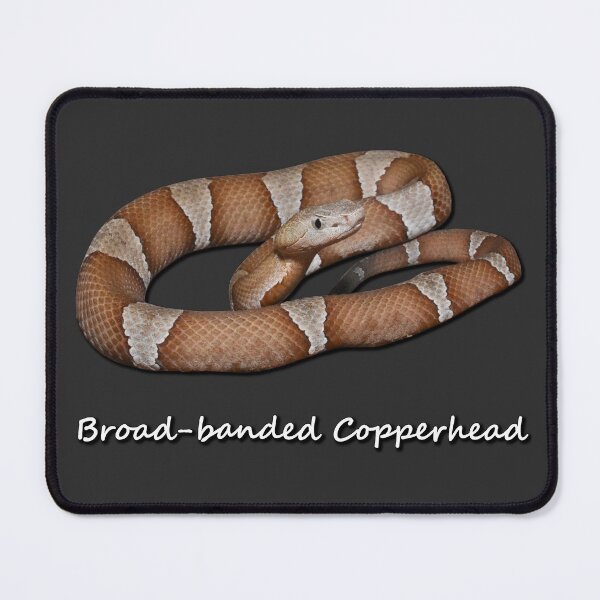 Item preview, Broad-banded Copperhead designed and sold by Paul-Prints.