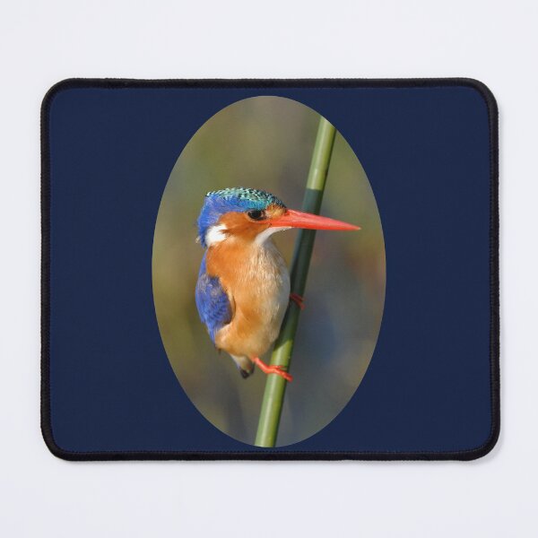 Malachite Kingfisher on reed Mouse Pad