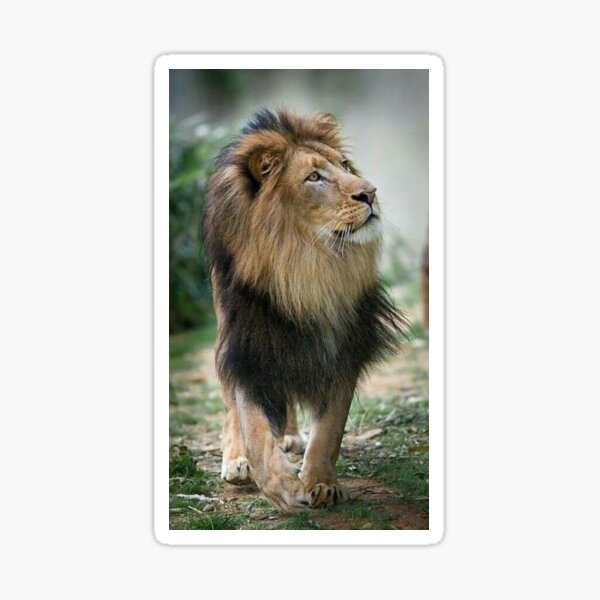 “lion wallpaper art” Sticker for Sale by ImamUbadah | Redbubble