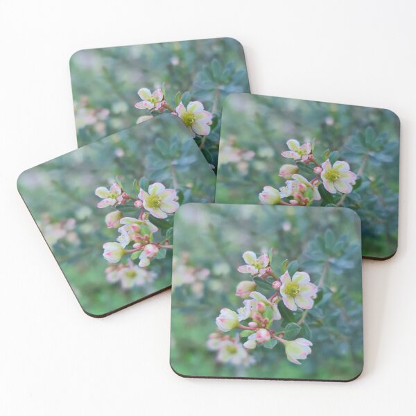 Item preview, Phyllanthus calycinus designed and sold by LCNNativePlants.