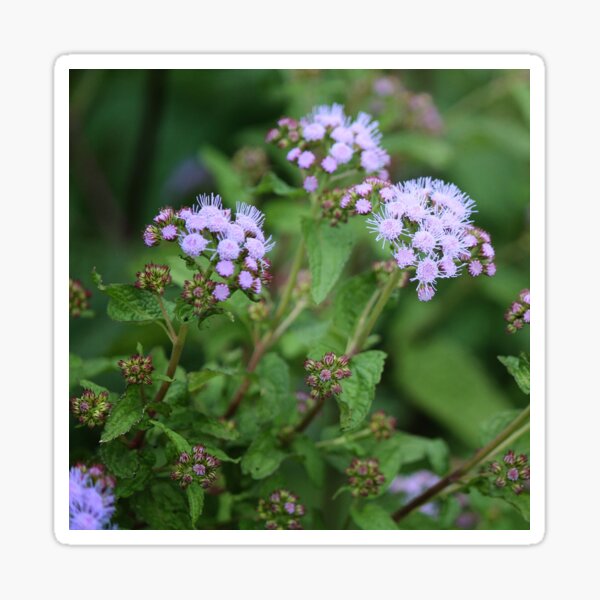 Septmber Wildflowers Sticker
