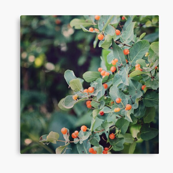 Honeysuckle Canvas Print