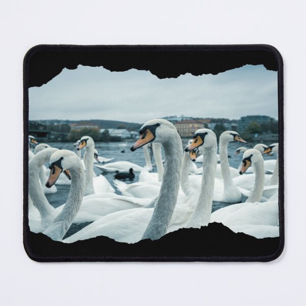 Item preview, Abbotsbury Swannery designed and sold by mewsis.