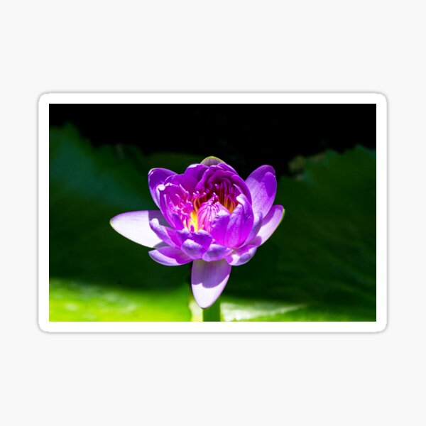 Item preview, Purple Water Lily designed and sold by Keola Makaiau.