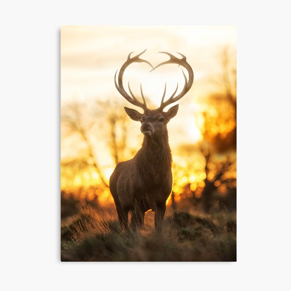 Impression Photo Cerf Avec Les Bois En Forme De Coeur Par Junkyardmax Redbubble