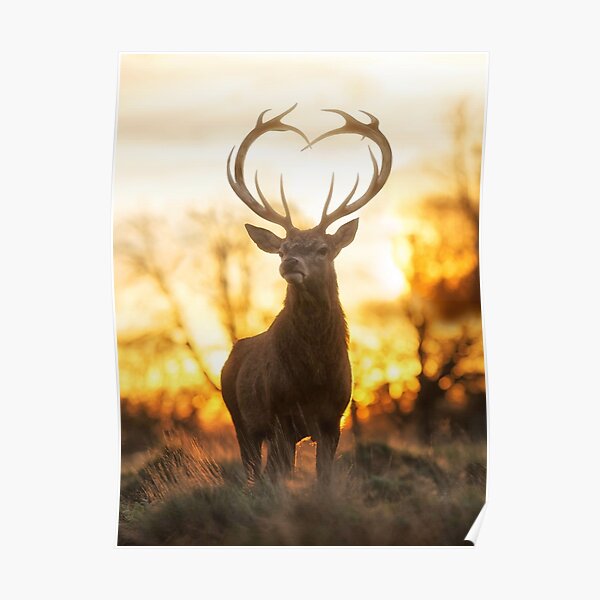 Stag With the Heart Shaped Antlers Poster