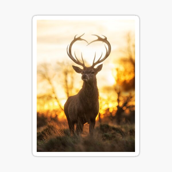 Stag With the Heart Shaped Antlers Sticker
