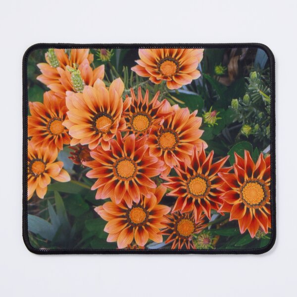 Item preview, Gazanias in Canberra Photograph designed and sold by Heatherian.
