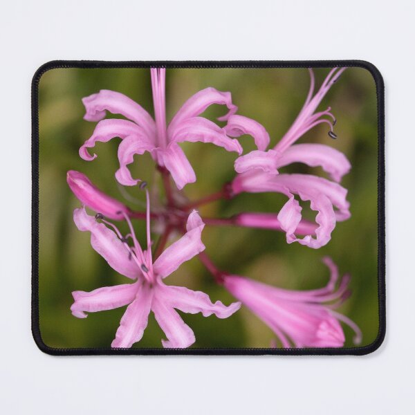 Item preview, Anemones designed and sold by Dave Hare Photography.