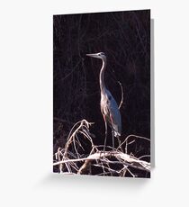 Great Blue Heron Greeting Card