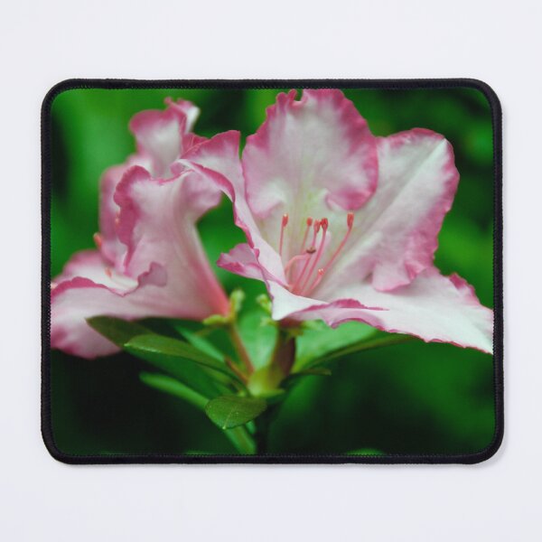 azalea bloom Mouse Pad