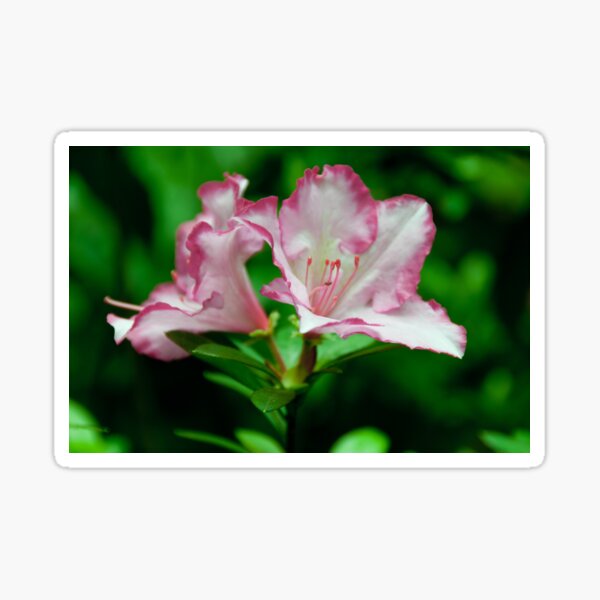azalea bloom Sticker